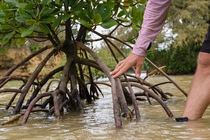 Okinawa: Kayak Mangroves & Ocean Native-English Private Tour — photo 9