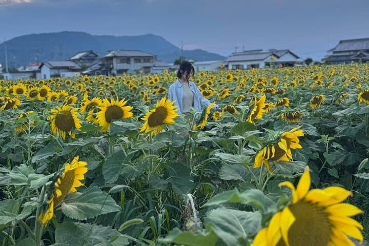 Rent a bike Let's go see the sunflowers in Mannou Town with an electrically assisted e-bike!Introducing Recommendation routes for sunflower producers. — photo 3