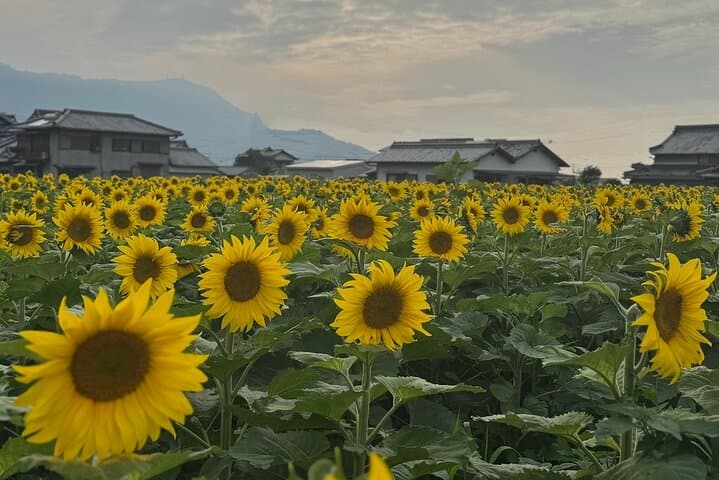 Rent a bike Let's go see the sunflowers in Mannou Town with an electrically assisted e-bike!Introducing Recommendation routes for sunflower producers. — photo 9