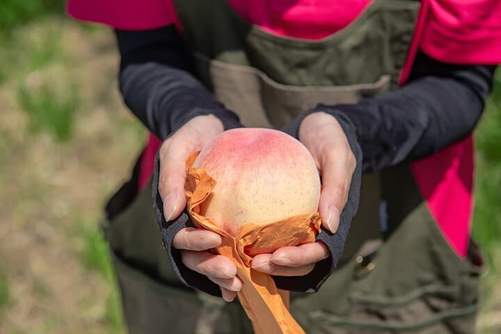 Nakatsu Orchard Fruit Tasting Tour