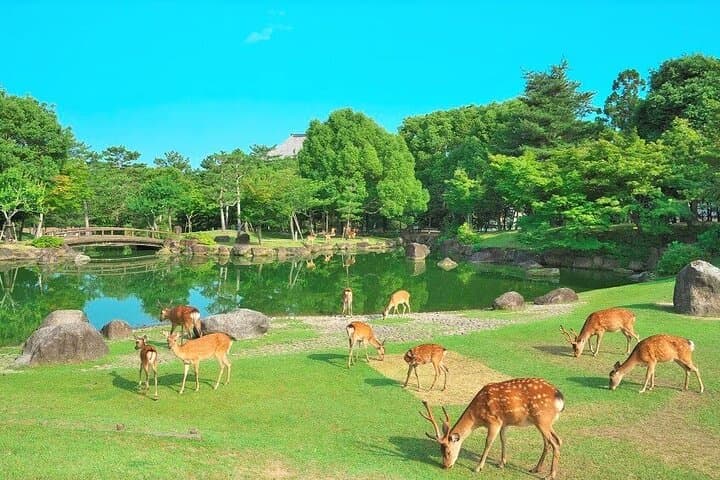 Kansai Shared Day Tour in Fushimi Inari Shrine and Kiyomizudera — photo 3