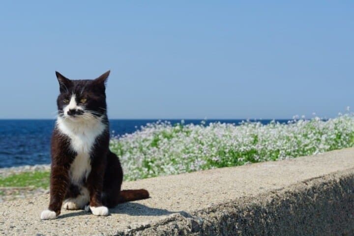 Ainoshima Cat Island Day Trip from Fukuoka — photo 2