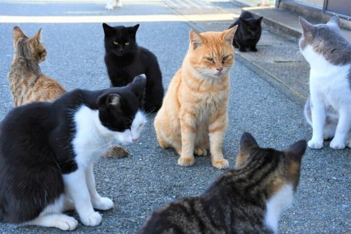 Ainoshima Cat Island Day Trip from Fukuoka — photo 3
