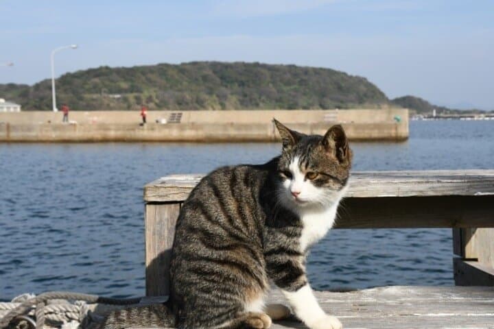 Ainoshima Cat Island Day Trip from Fukuoka — photo 5