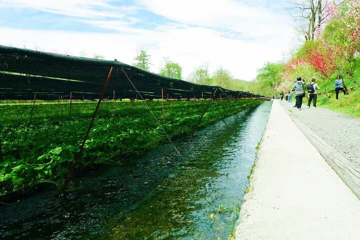 Matsumoto Everything Tour: Castle, Miso, Wasabi, Wine & Ukiyo-e — photo 8