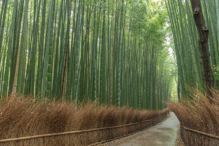 Kyoto Private Highlights Tour (Customizable) — photo 5