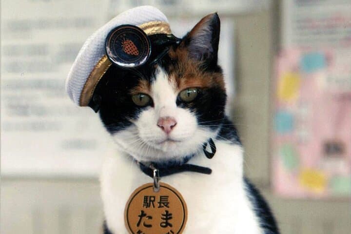 Wakayama Cute Cat and Outlet Shopping Day Tour — photo 2