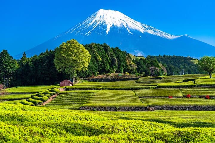 Mt Fuji and Izu Deep View 2 Day Tour from Tokyo — photo 4