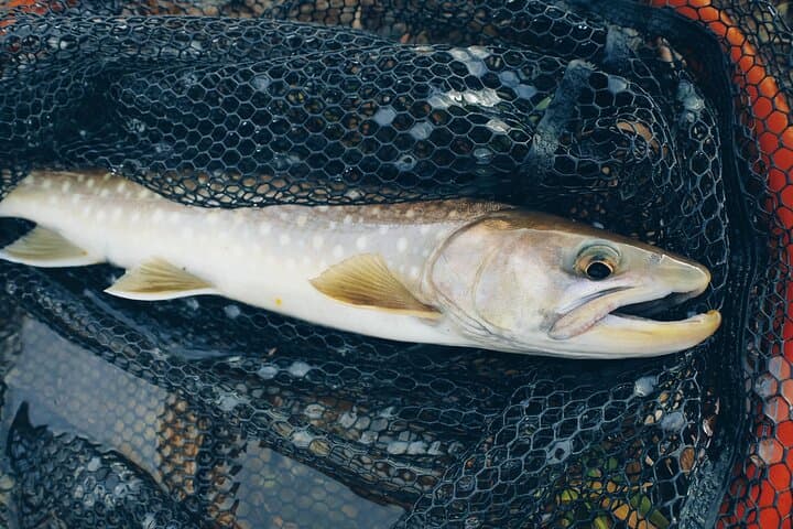 Private Fishing & Nature Experience in Hokkaido — photo 13