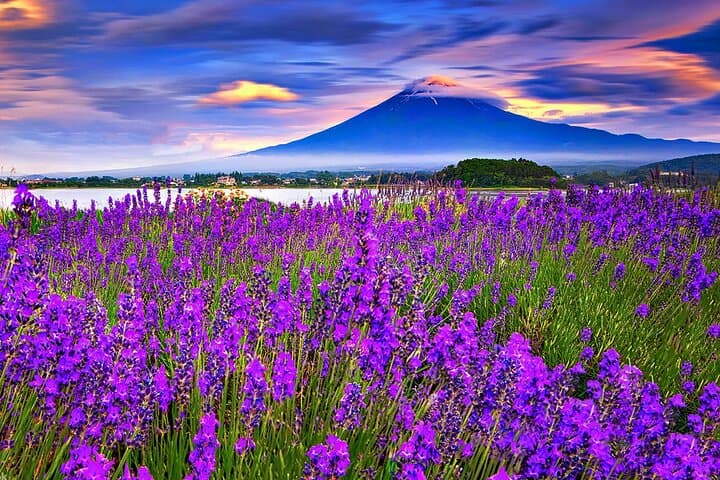 Mt Fuji Kamakura Hakone and Atami Sea Boat Hanabi 2-Day Tour — photo 9