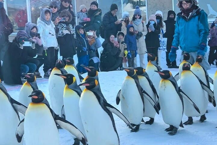 Asahiyama Zoo, Biei tree, Shirohige Falls and Blue Pond Day Tour — photo 4