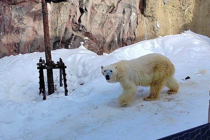 Asahiyama Zoo, Biei tree, Shirohige Falls and Blue Pond Day Tour — photo 6