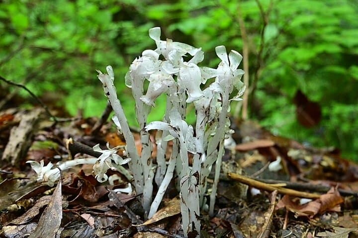 Hiking Adventure to Mt. Kawanori, into Tokyo’s Wilderness — photo 4