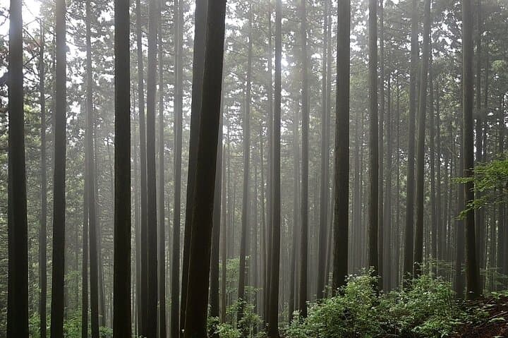 Hiking Adventure to Mt. Kawanori, into Tokyo’s Wilderness — photo 7