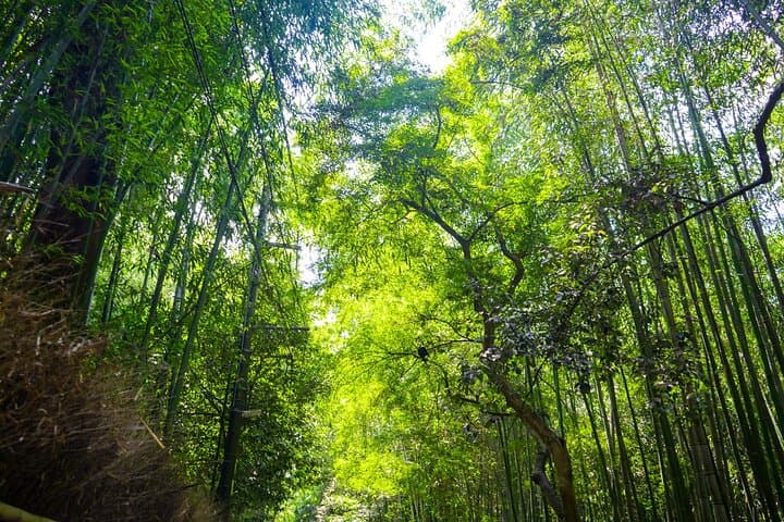 Kyoto tour: 3 Photogenic Sites from Nagoya with Lunch — photo 3