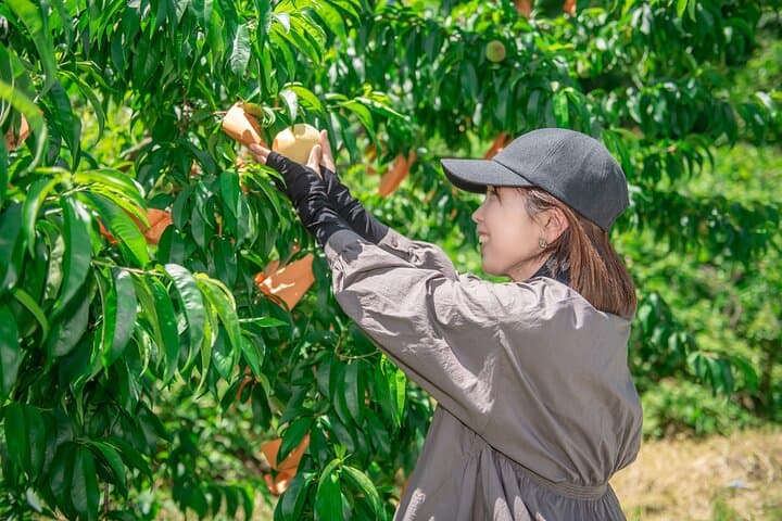 Nakatsu Orchard Fruit Tasting Tour — photo 5