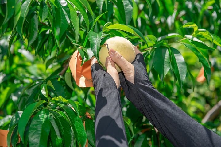 Nakatsu Orchard Fruit Tasting Tour — photo 8