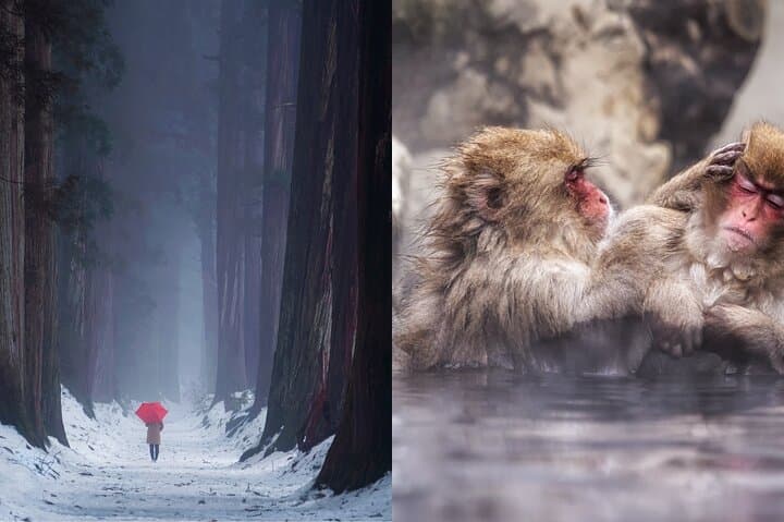 Jigokudani Snow Monkey and Togakushi Shrine Private Tour — photo 2