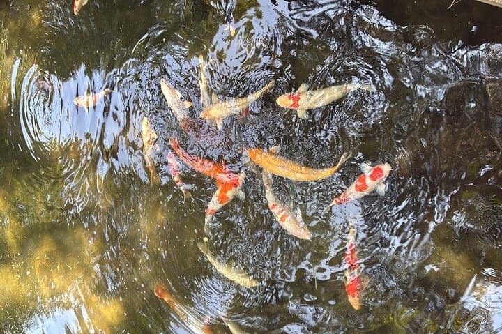 Bike Tour with Lunch — photo 8