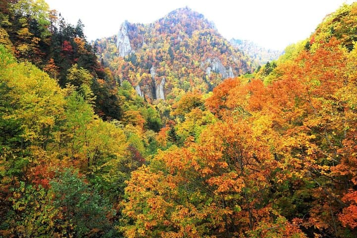 Autumn Leaves in AutumnSkiing in winterLet's go to Hoheikyo Onsen by private car (from Sapporo) — photo 5