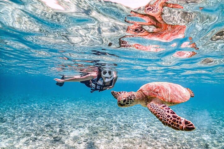 Miyakojima:Snorkeling｜Pick-up OK｜sea turtles & Fish and coral — photo 3