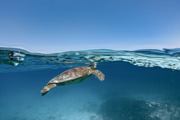Private snorkeling tour Ishigaki island — photo 7