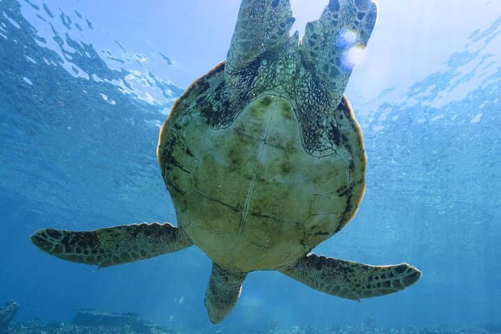 Private snorkeling tour Ishigaki island — photo 3