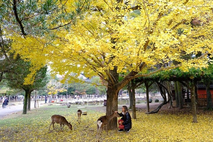 Nara Explore Top Highlights by Private Walking Tour — photo 6