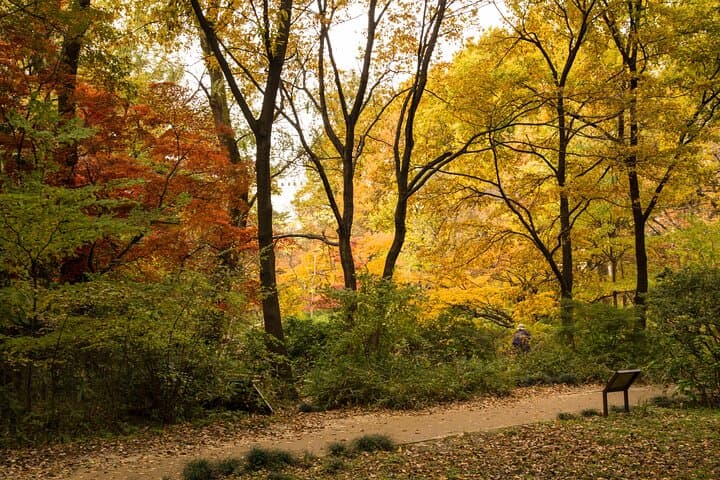 Tokyo Fall Foliage & Pop Culture Walking Tour Shinjuku to Shibuya — photo 4
