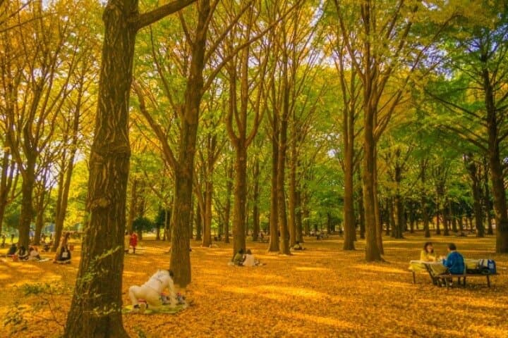Tokyo Fall Foliage & Pop Culture Walking Tour Shinjuku to Shibuya — photo 5