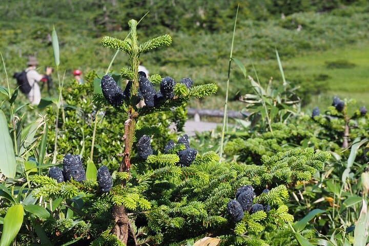 Full day Oirase Stream and Lake Towada Tour — photo 4