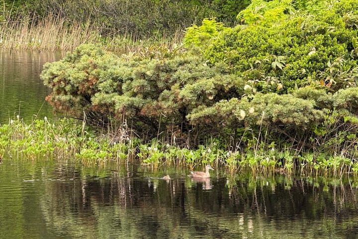 Full day Oirase Stream and Lake Towada Tour — photo 3