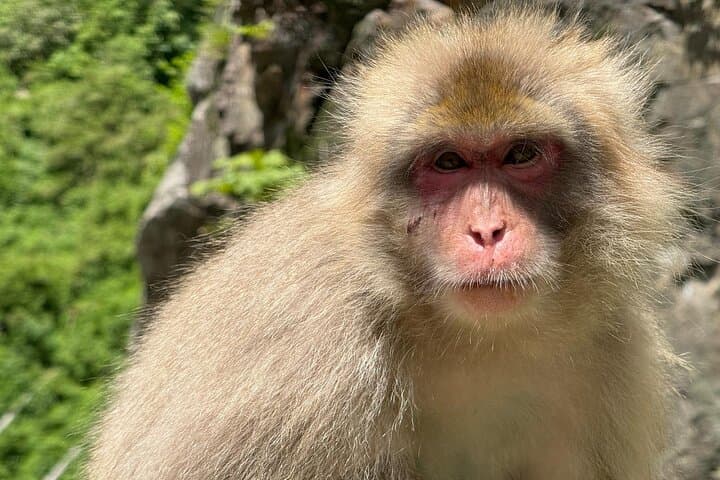 Snow Monkey Park, Soba Lunch and Shibu Onsen Tour — photo 8