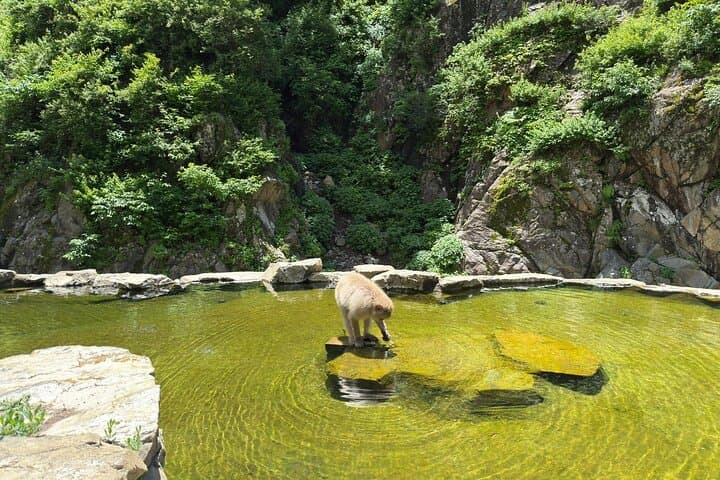 Snow Monkey Park, Soba Lunch and Shibu Onsen Tour — photo 17