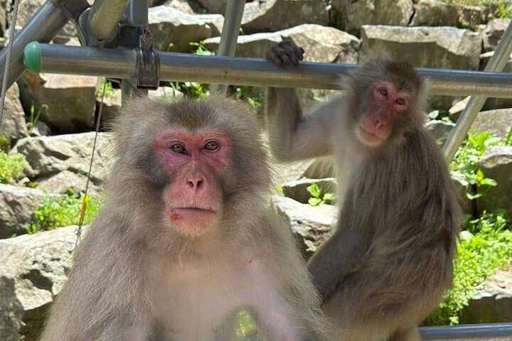 Snow Monkey Park, Soba Lunch and Shibu Onsen Tour — photo 18