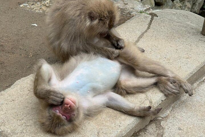 Snow Monkey Park, Soba Lunch and Shibu Onsen Tour — photo 9