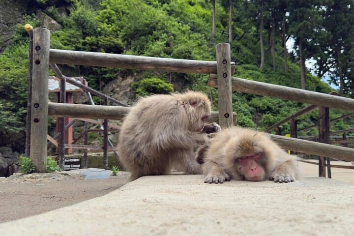 Snow Monkey Park, Soba Lunch and Shibu Onsen Tour — photo 2