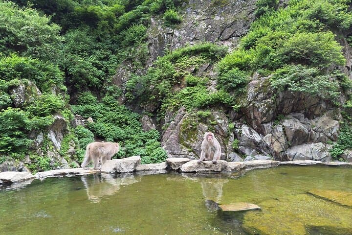 Snow Monkey Park, Soba Lunch and Shibu Onsen Tour — photo 19
