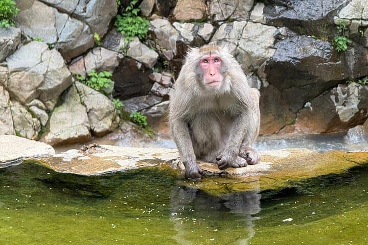 Snow Monkey Park, Soba Lunch and Shibu Onsen Tour — photo 15