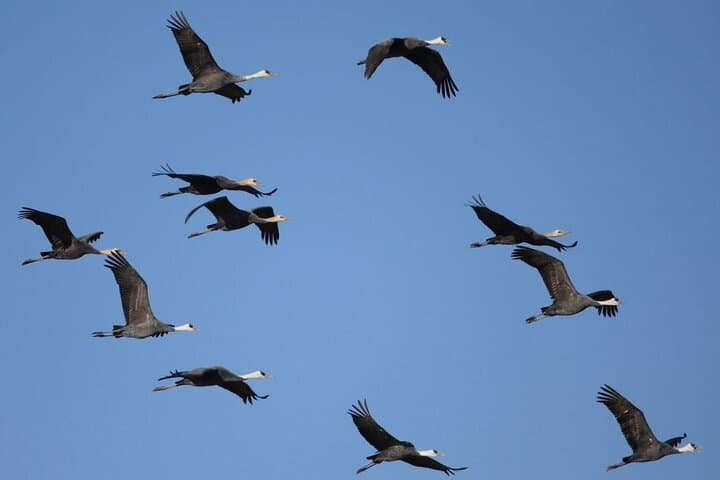 Kagoshima Crane Watching Tour (Nov. - Feb.) — photo 2