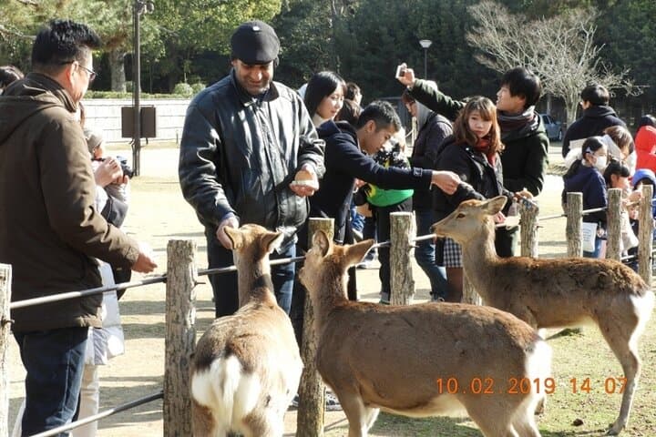 Shore Excursion: Full Day Private Nara Tour from Osaka /Kobe port — photo 15