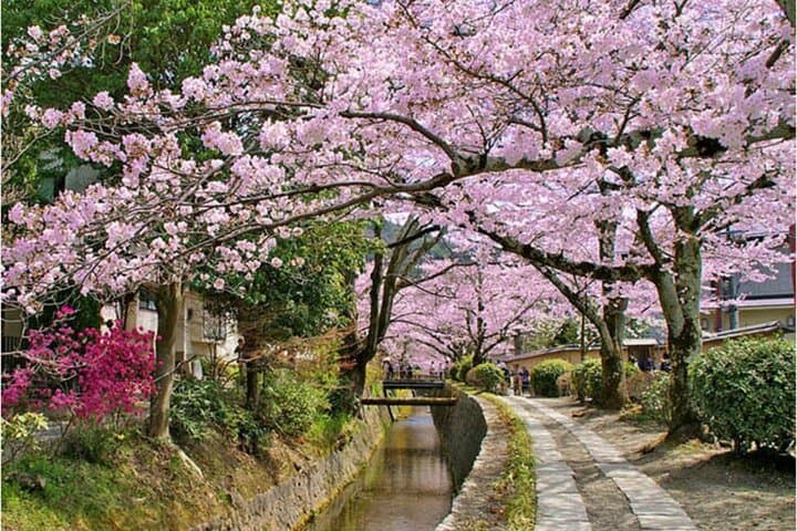 Bento and Bicycle Tour of Hidden Kyoto with Local Guides — photo 4