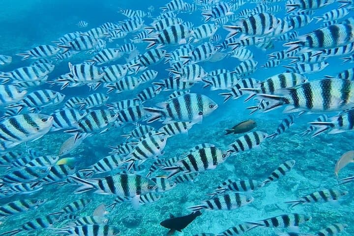 Blue Cave Private Group Introductory Snorkeling Tour — photo 4