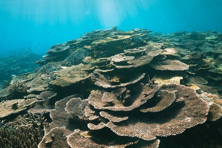 Private snorkeling tour Ishigaki island — photo 11