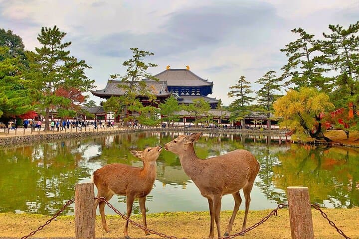 Nara Private Car City Tour — photo 5