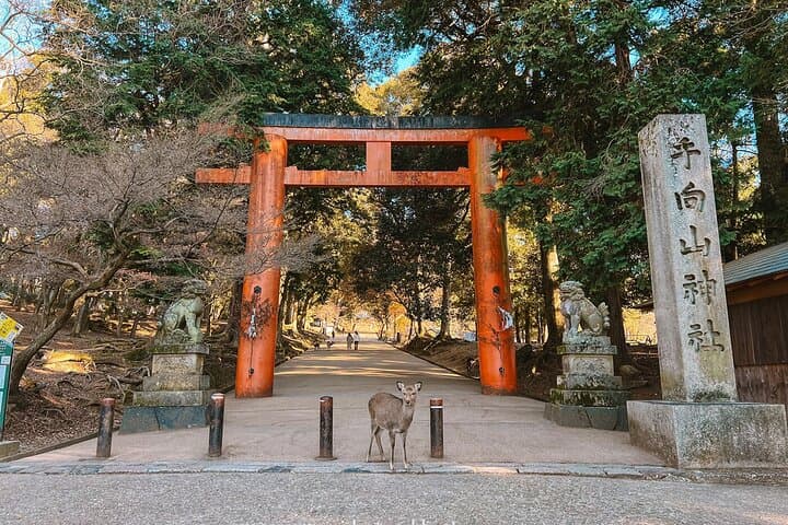 Nara Private Car City Tour — photo 7