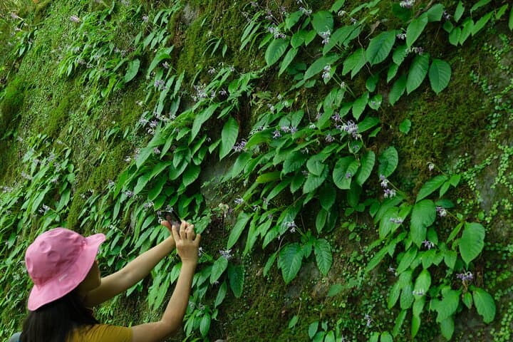 Hakone Valley Hike, Forest Bathing and Wagashi shop (Half-day) — photo 9