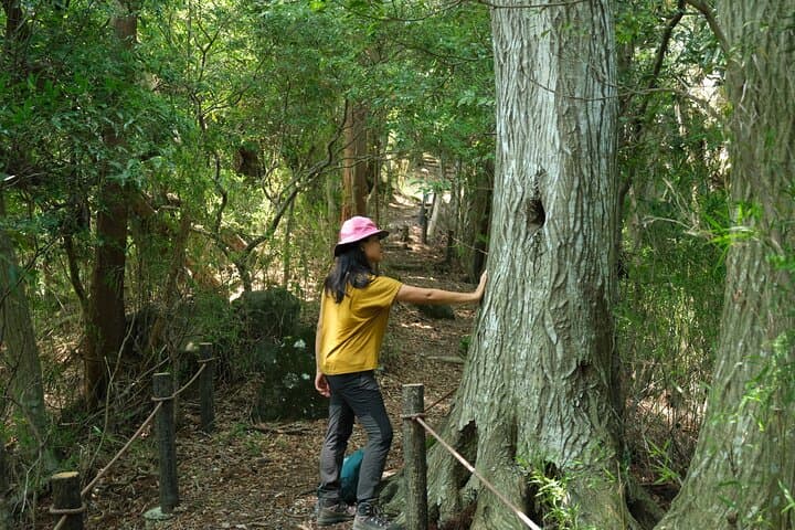 Hakone Valley Hike, Forest Bathing and Wagashi shop (Half-day) — photo 10
