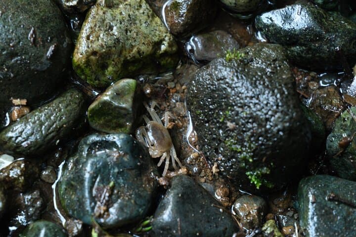 Hakone Valley Hike, Forest Bathing and Wagashi shop (Half-day) — photo 12