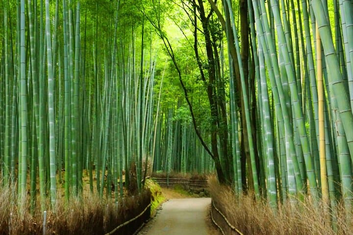 Half Day in Kyoto Arashiyama with Lunch in a Temple Private Tour — photo 5